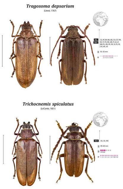 Prioninae of the World