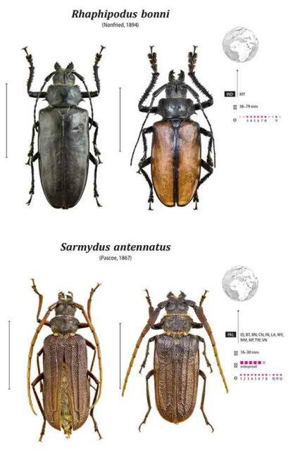 Prioninae of the World