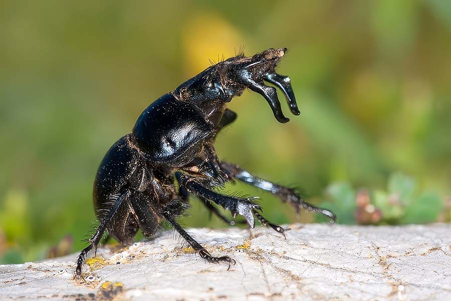 Scarabaeidae