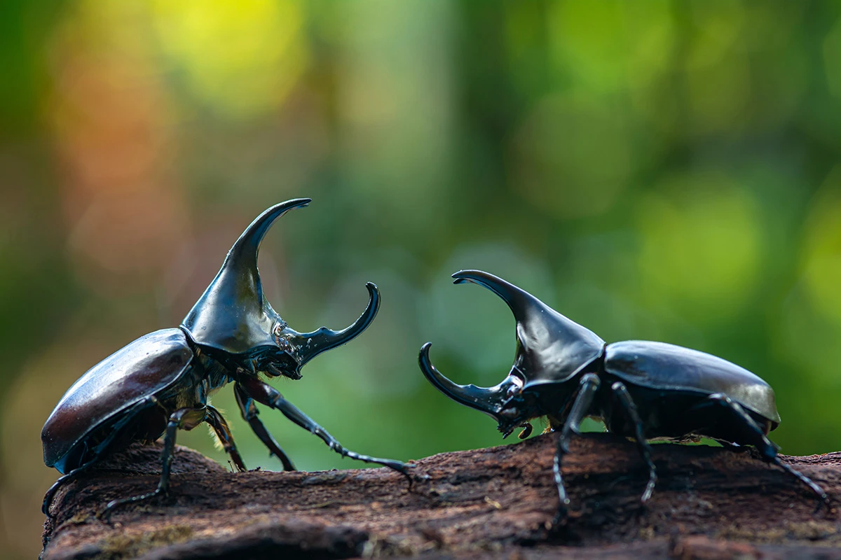 Rhinoceros Beetles