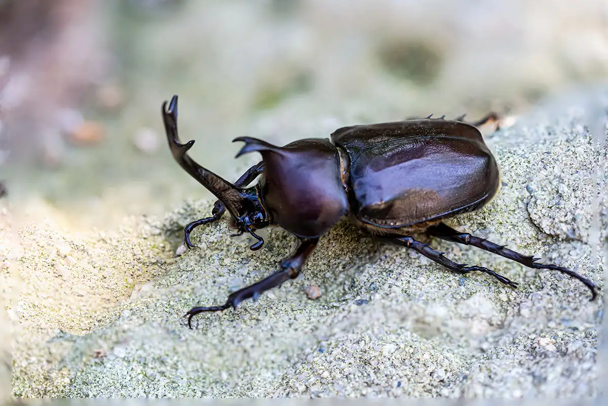 Rhinoceros Beetles