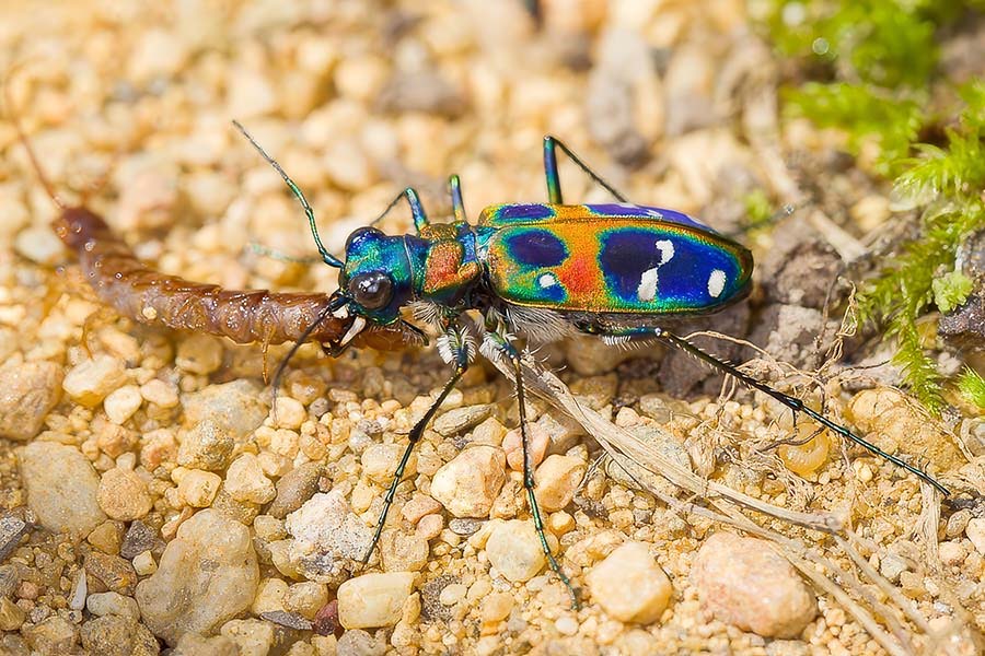 Cicindelidae