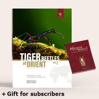 Tiger Beetles of Orient