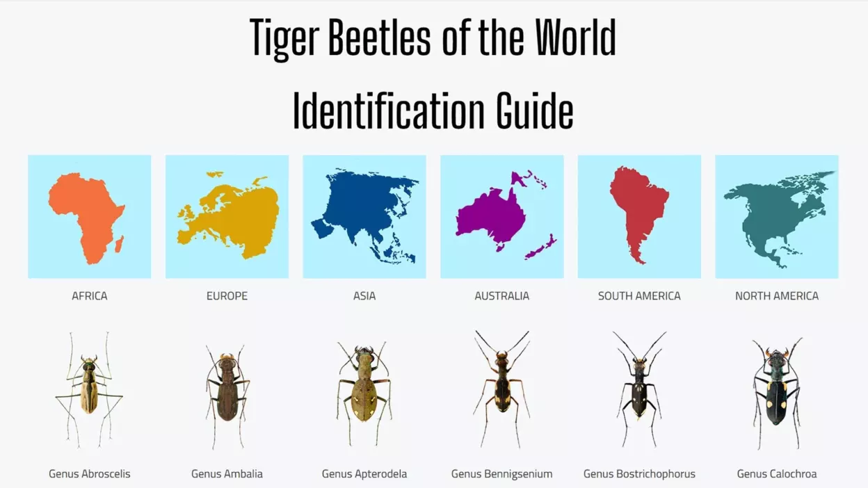 World Tiger Beetles