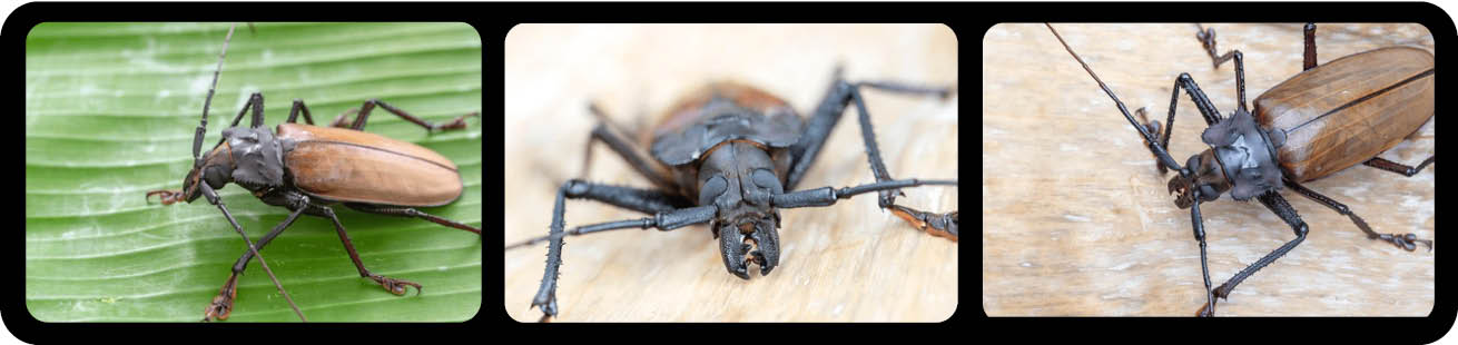 Xixuthrus heros (Fabricius, 1775)