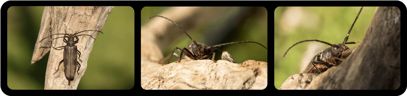 Aegosoma scabricorne