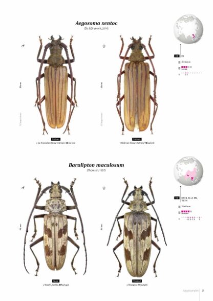 Prioninae of the World I