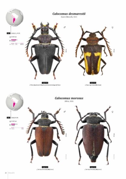 Prioninae of the World I