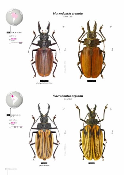 Prioninae of the World I