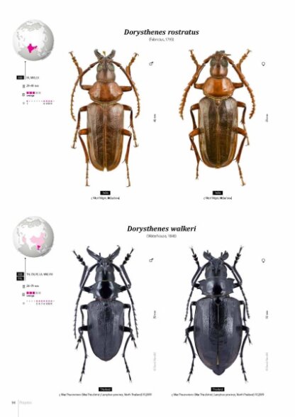 Prioninae of the World I