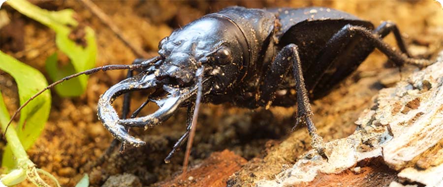 Beetles of Africa