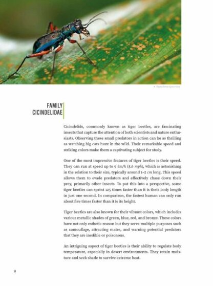 Tiger Beetles of Orient