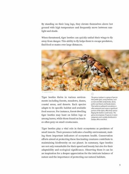 Tiger Beetles of Orient