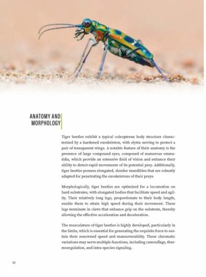 Tiger Beetles of Orient