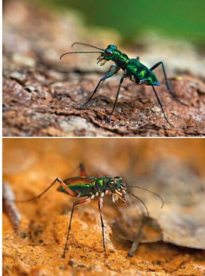 Tiger Beetles of Orient