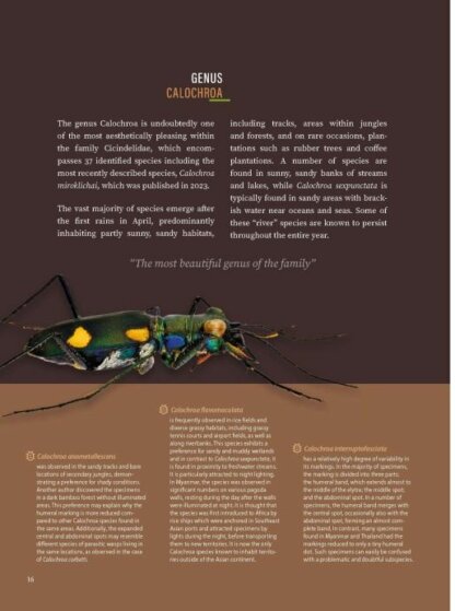 Tiger Beetles of Orient