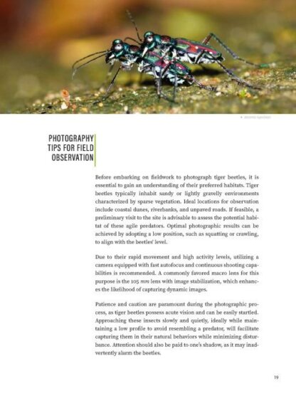 Tiger Beetles of Orient