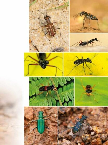 Tiger Beetles of Orient