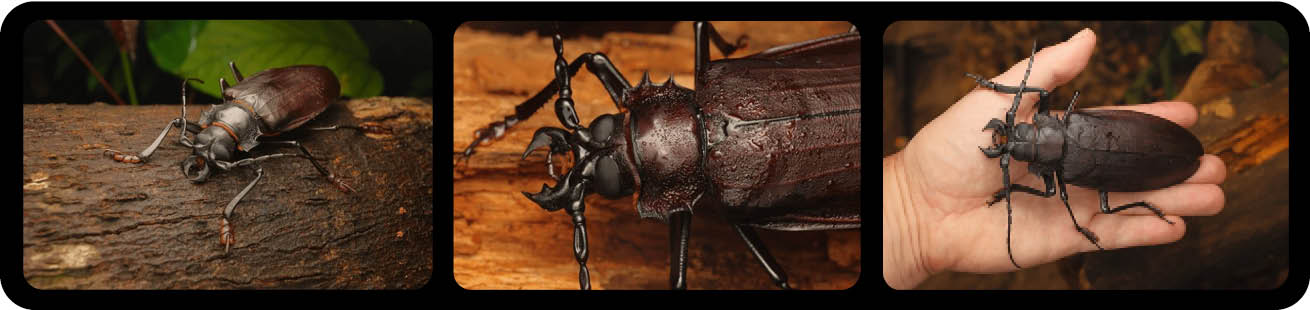 Titanus giganteus Prioninae