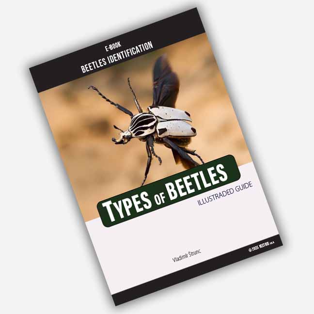 Types of beetles insects